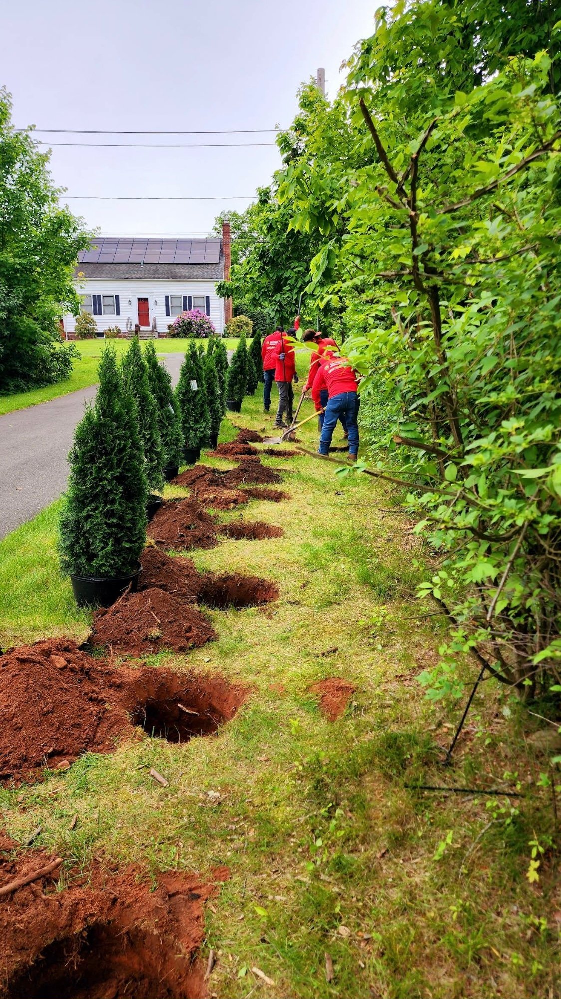 People in red shirts planting trees in holes along a driveway, with a house and green hedges in the background