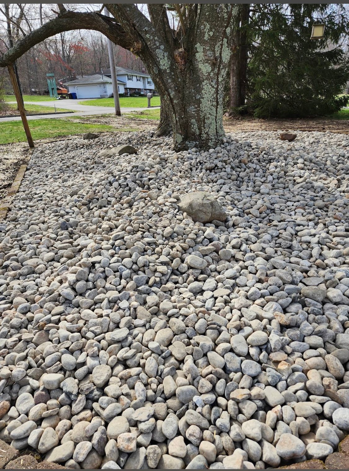 Gravel-covered ground beneath large trees with buildings visible in the background of a rural property