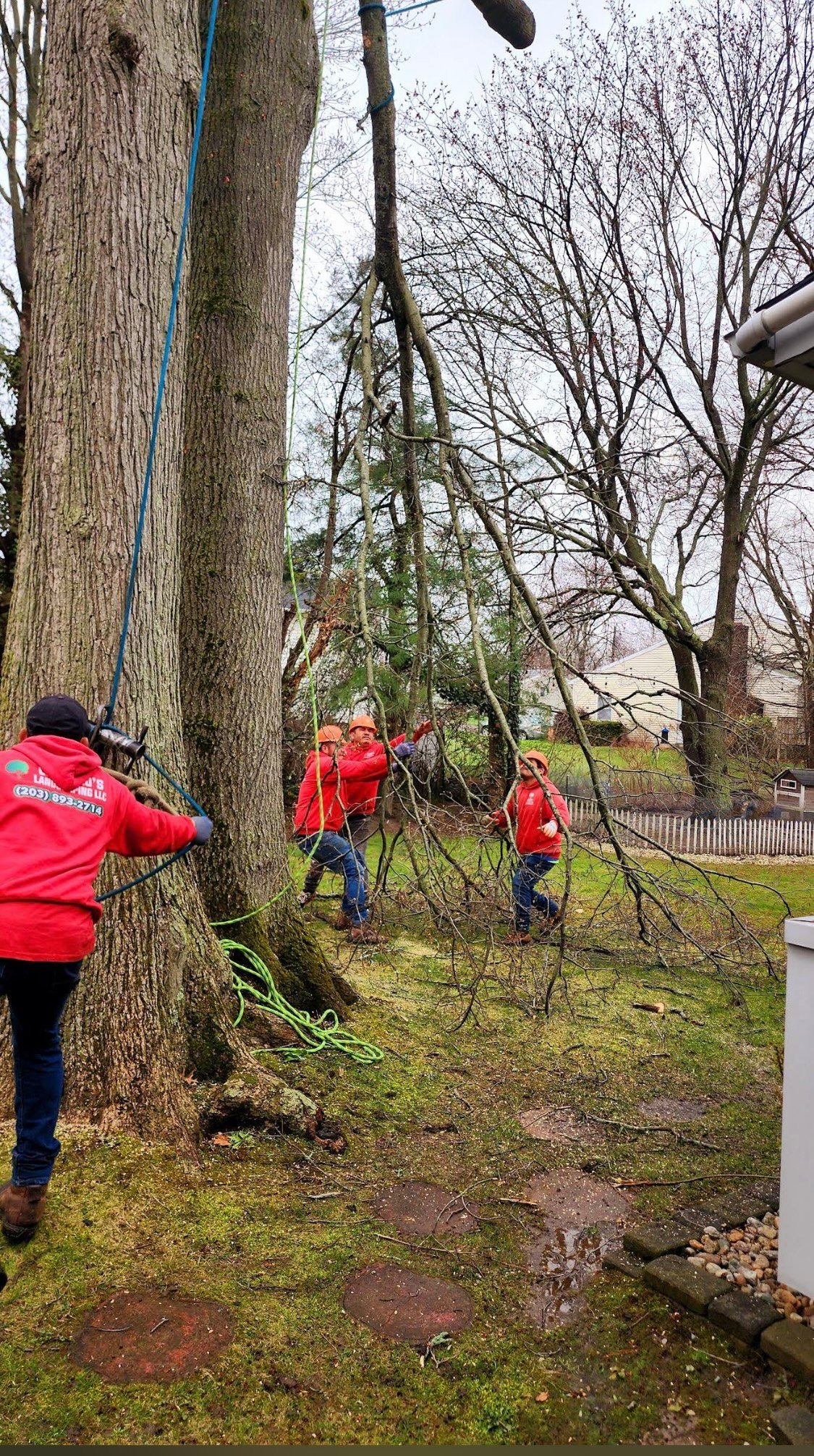 Group of volunteers in red jackets cutting branches from a large tree during outdoor yard work