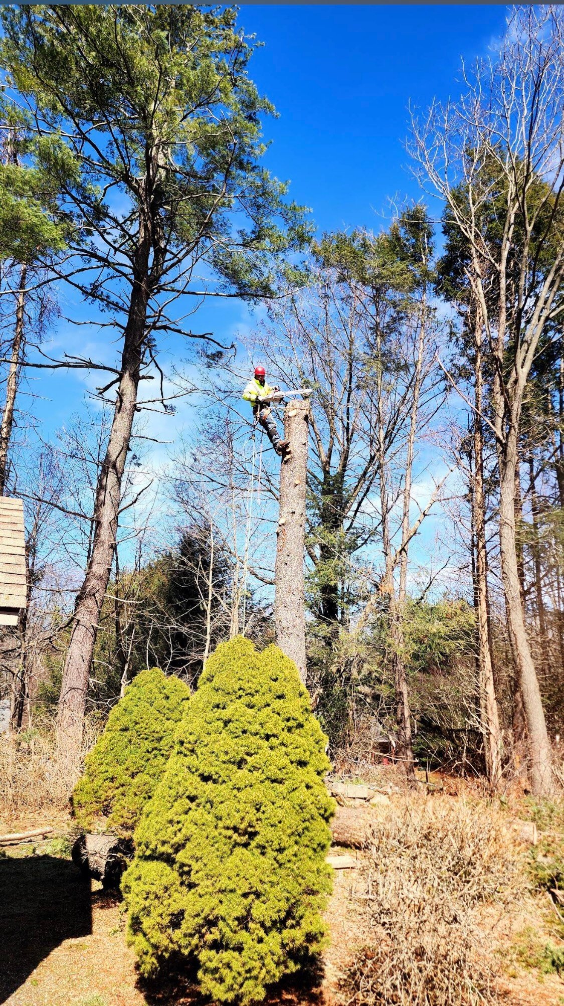 Lorenzo's tree climber cutting a tall bare trunk high in the canopy with a bright green shrub in the foreground