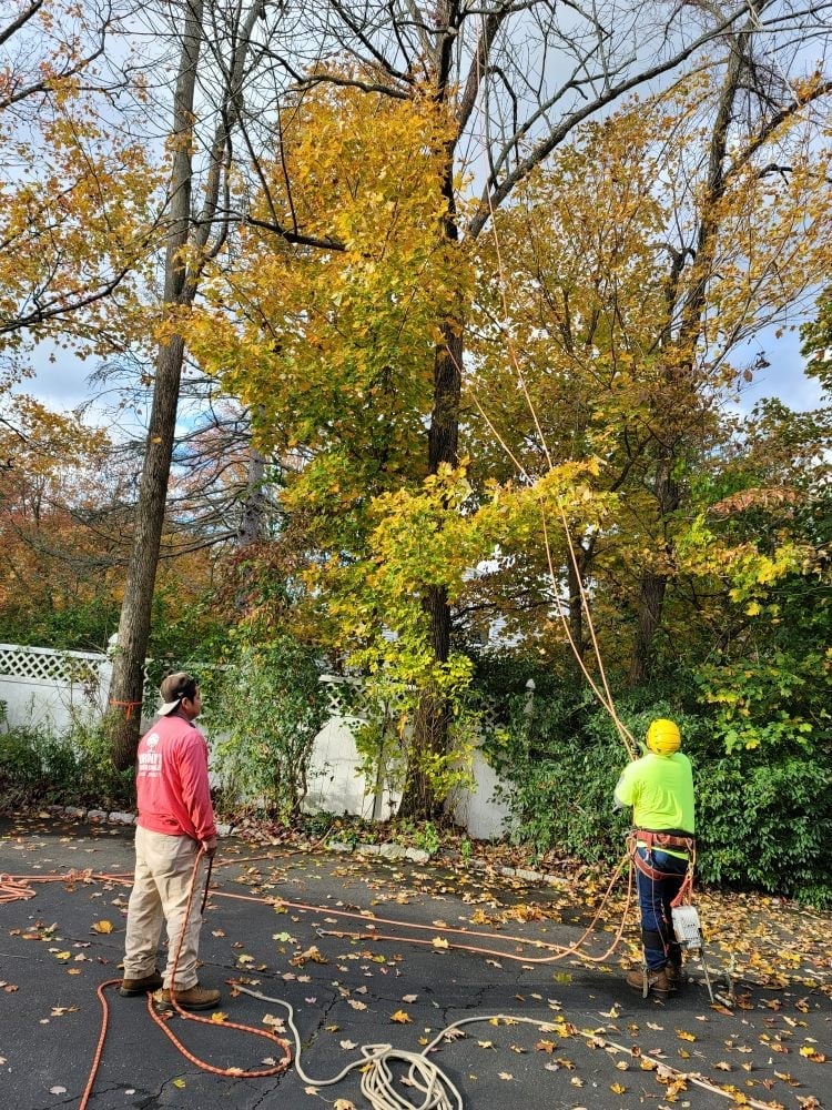 Two workers in safety gear using ropes to trim branches from a large tree