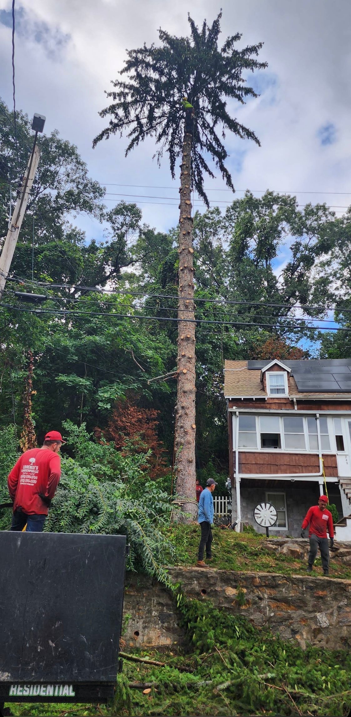Tall palm tree being removed by workers in red shirts next to a residential house on a hillside