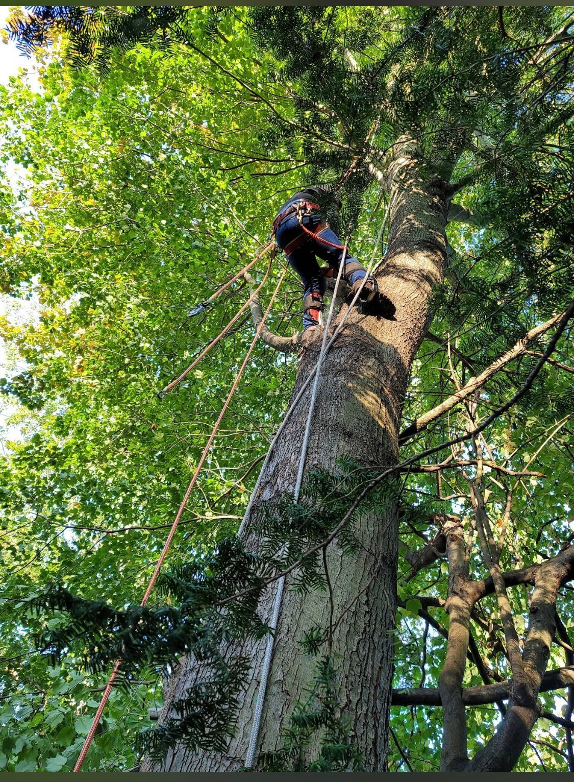 Tree climber ascending tall trunk using rope and metal climbing spikes with green foliage surrounding