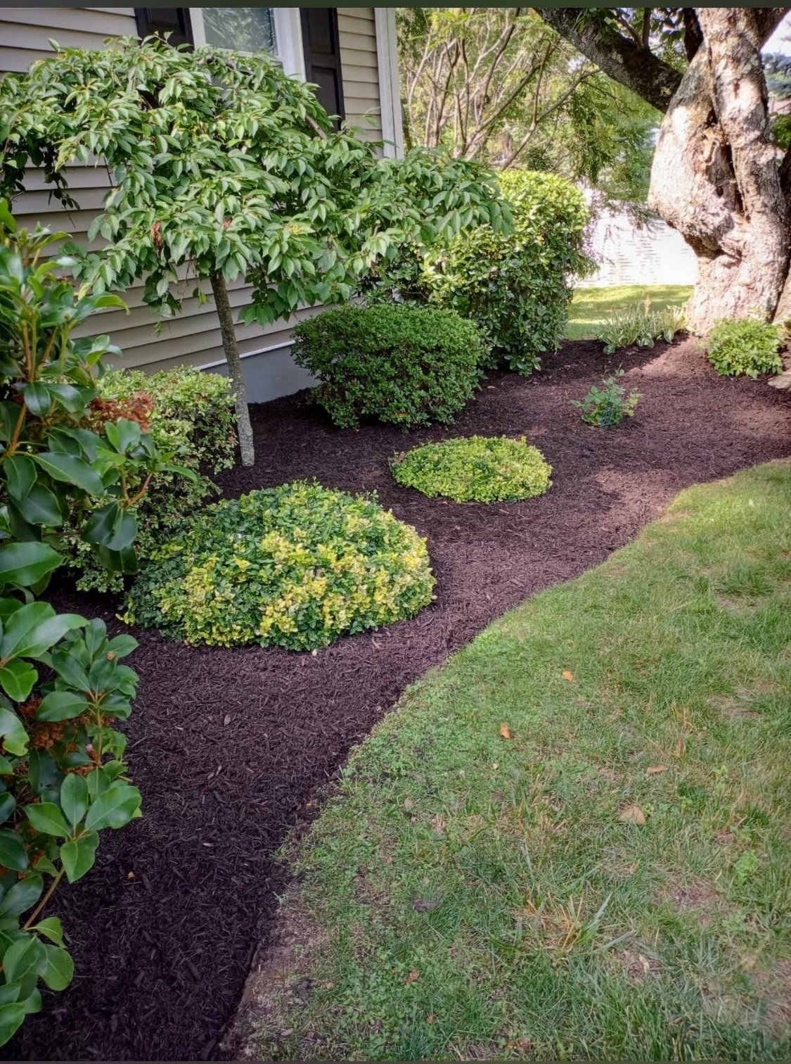 Foundation garden bed with fresh dark mulch, rounded boxwood shrubs and a mature tree alongside a residential house