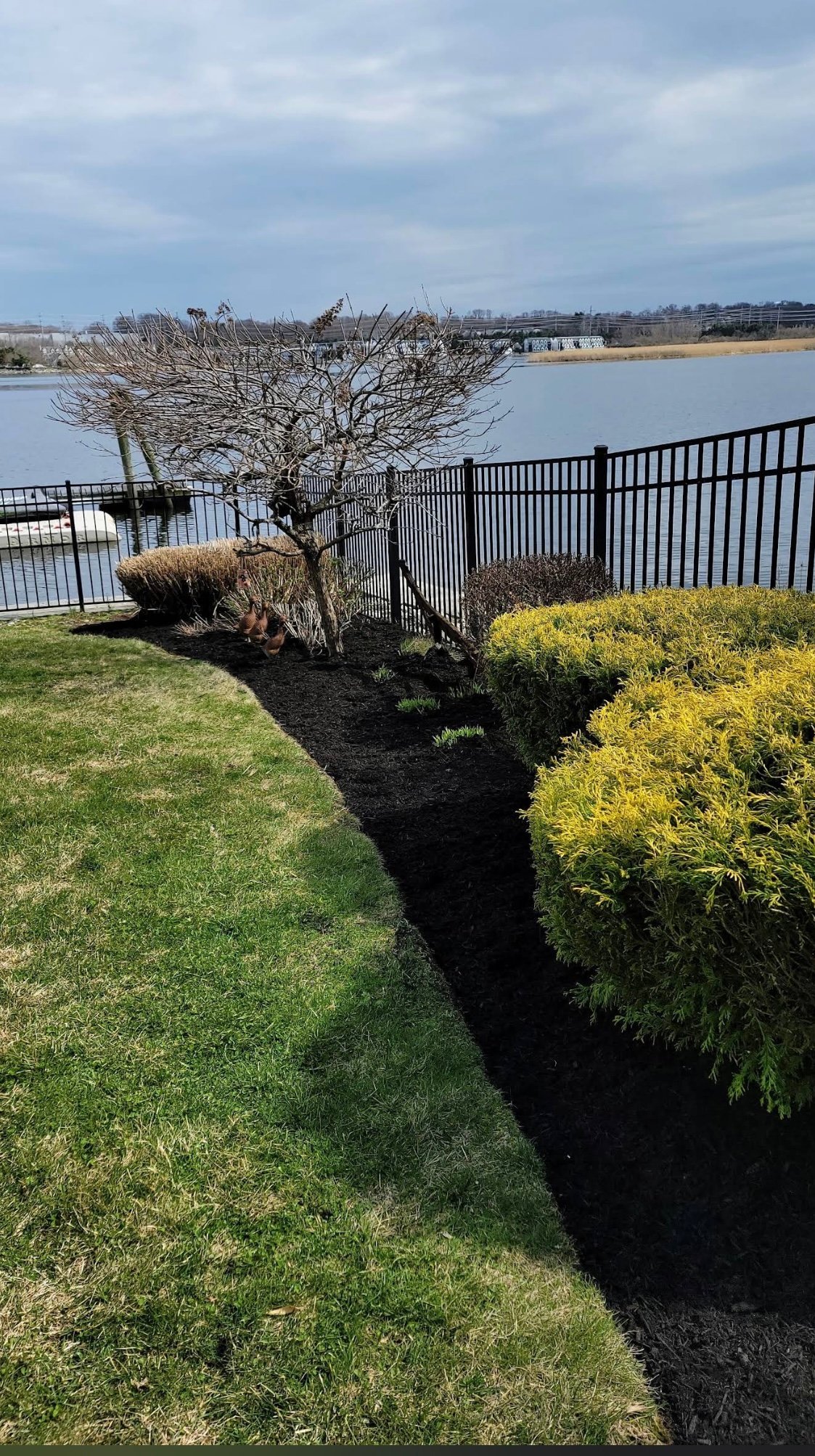 Waterfront garden with bare tree and yellow-green shrubs along black metal railing, grassy lawn, and lake view under cloudy sky