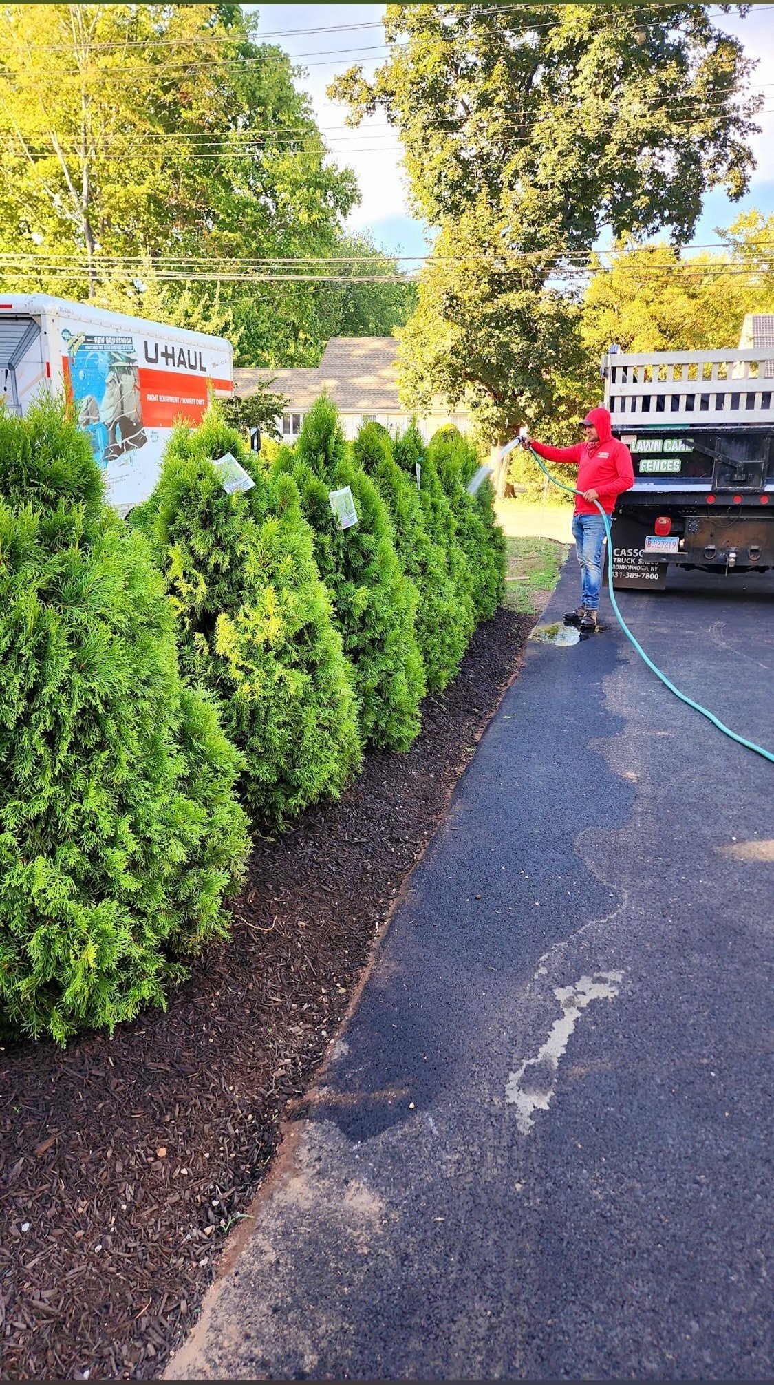 Person in red jacket watering green arborvitae bushes along a driveway with a U-Haul truck visible in background