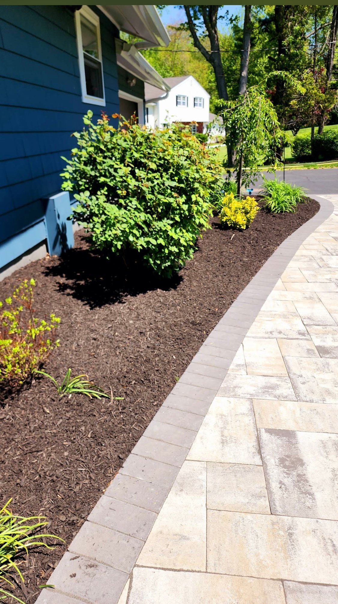 Blue-sided house with manicured landscaping, shrubs, yellow flowers and a paver walkway adjacent to the driveway