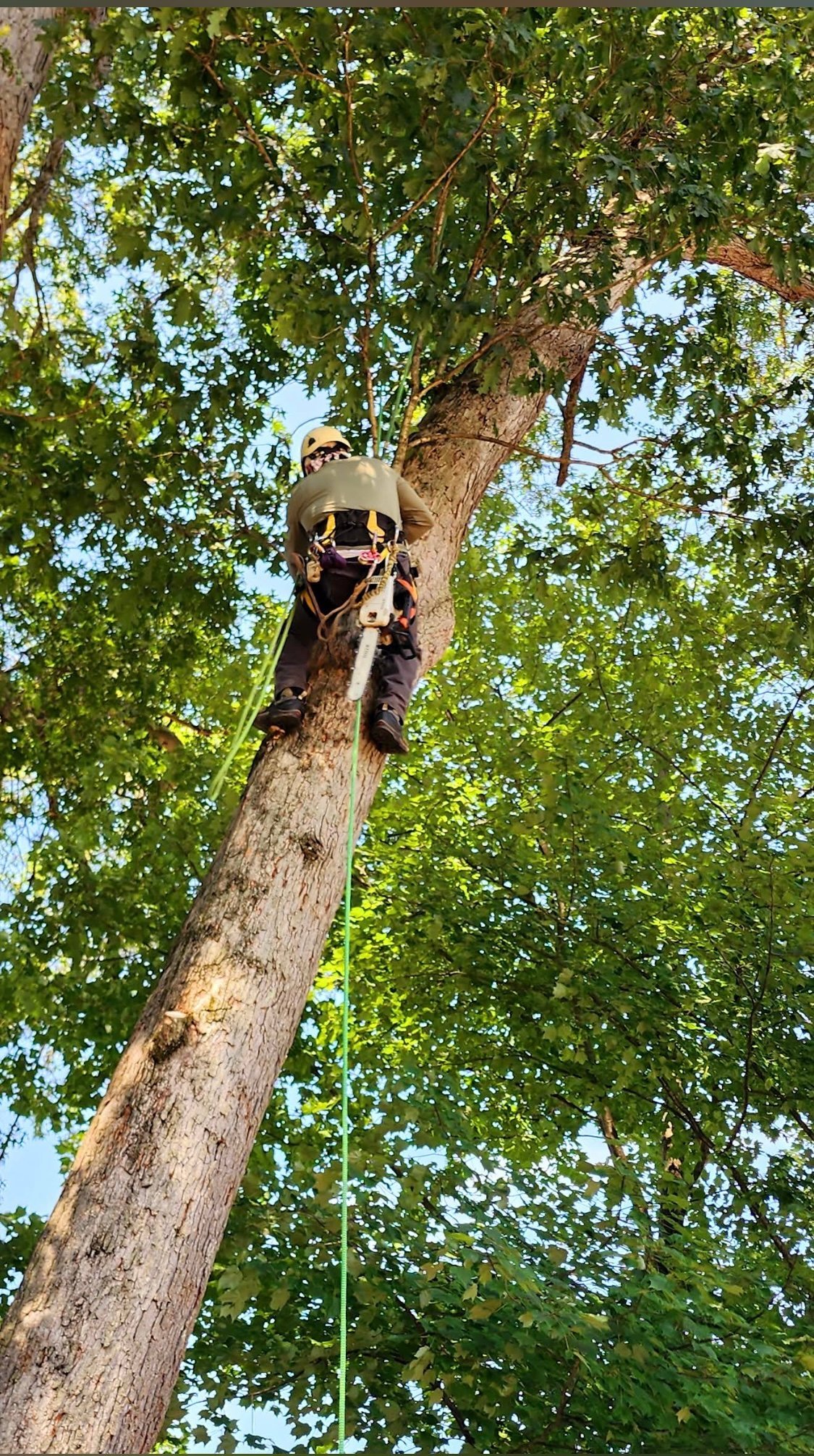 Person in safety harness descending a tall tree trunk with rope during tree climbing activity