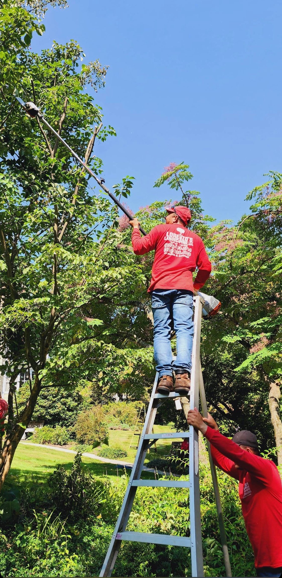 Person on ladder pruning tree branches in sunny garden with flowering plants and green foliage in background