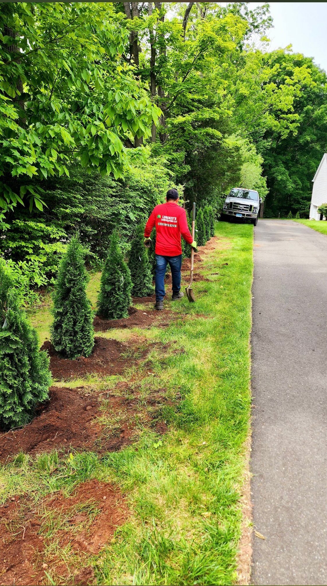 Worker in red shirt maintaining hedge along residential driveway with vehicle in background