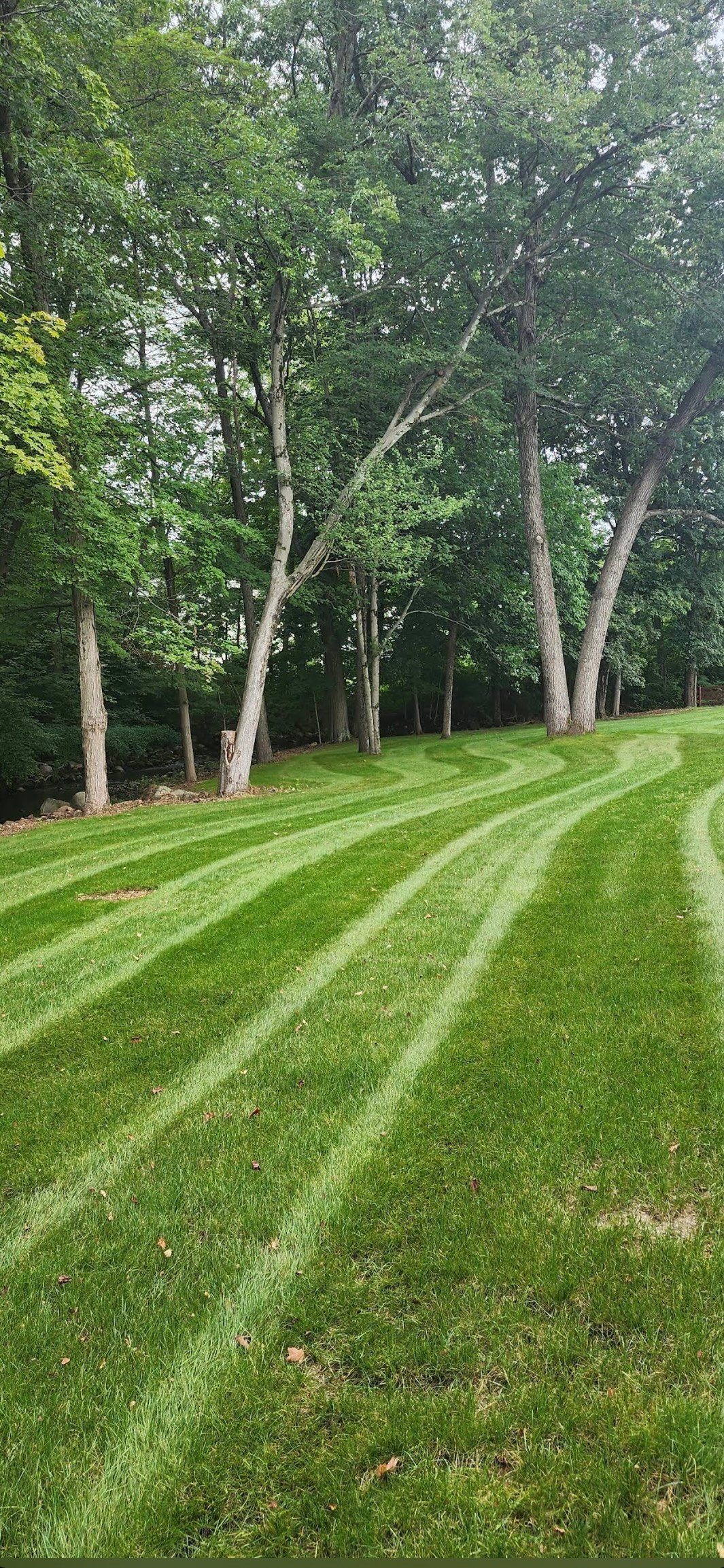 Freshly mowed lawn with diagonal stripe patterns leading toward tall trees in a residential yard