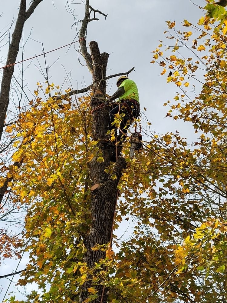 Tree worker in safety gear climbing a tall tree trunk during autumn