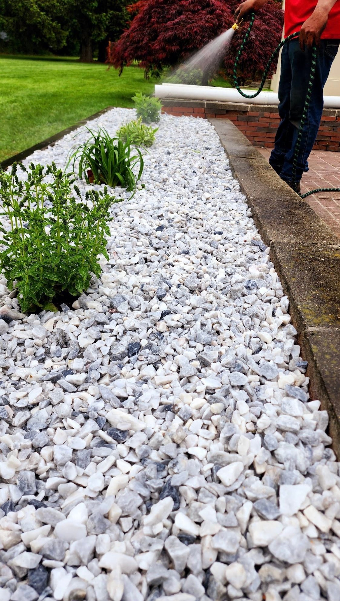 Person watering a landscaped garden bed with white gravel and green plants alongside a brick house and lawn