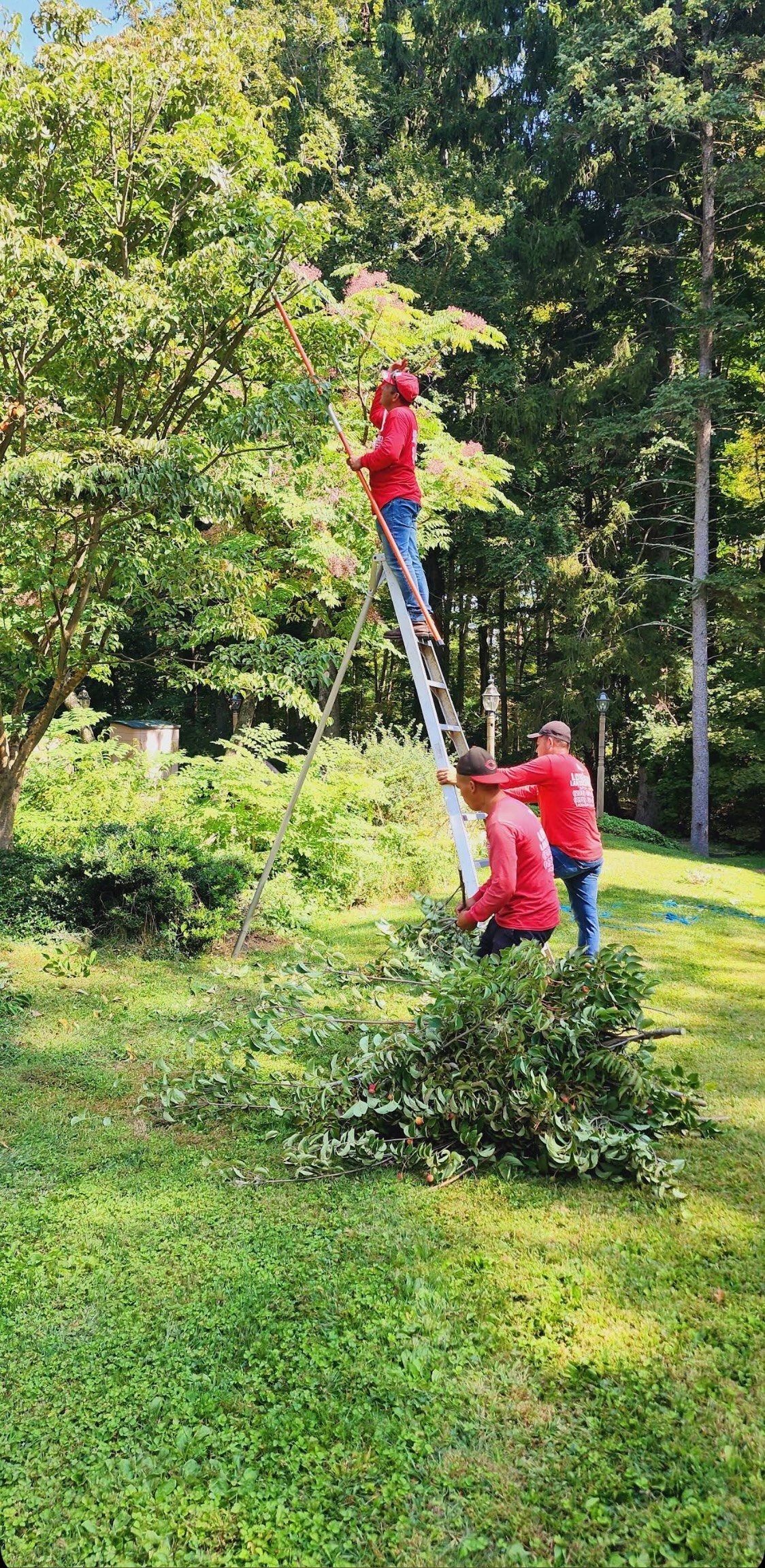 Lorenzo's crew in red shirts on a tall extension ladder using a long pole saw to trim overhead tree branches