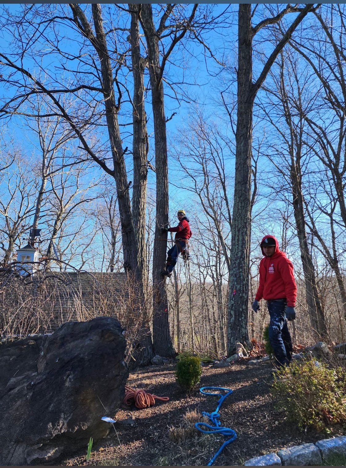 Two people tree climbing in a bare winter forest with blue rope equipment on the ground